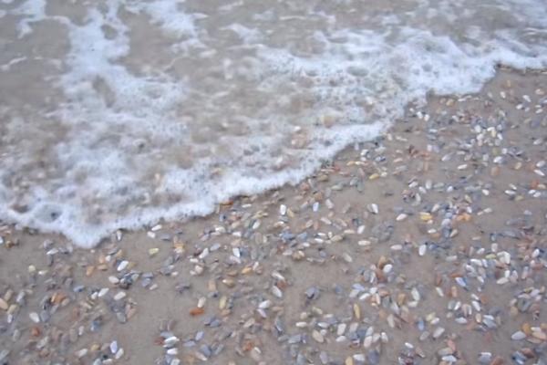 Zombi školjke: Zamislite samo da ste zaspali u plićaku? (VIDEO)