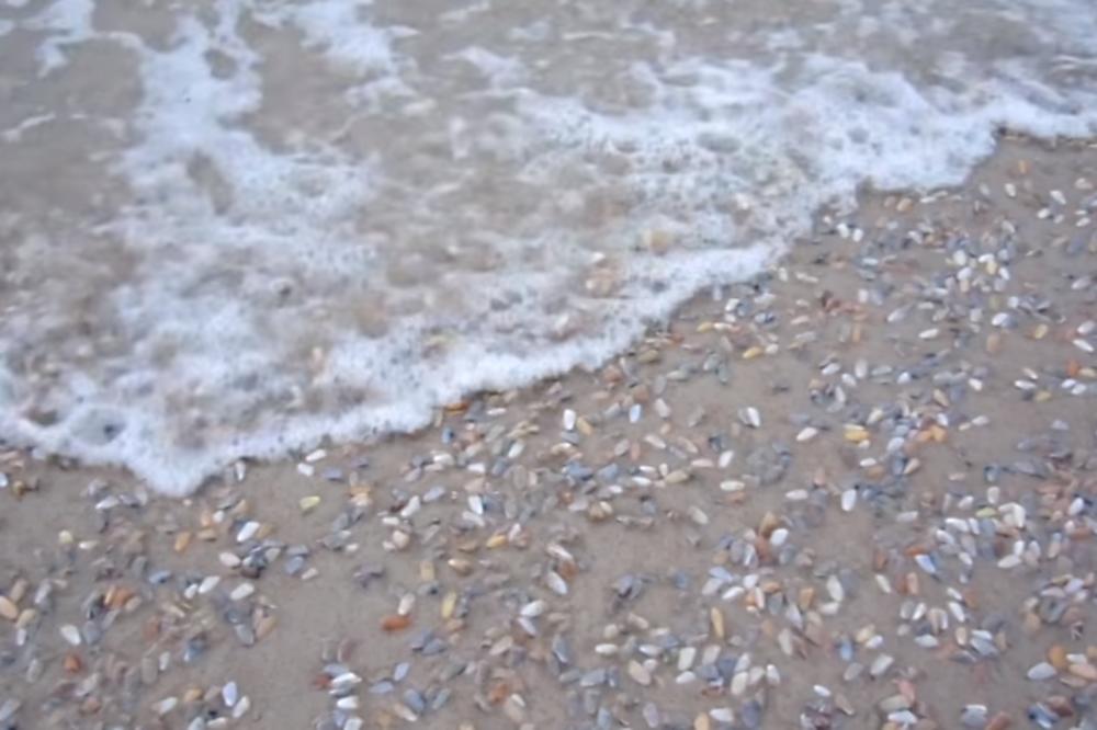 Zombi školjke: Zamislite samo da ste zaspali u plićaku? (VIDEO)