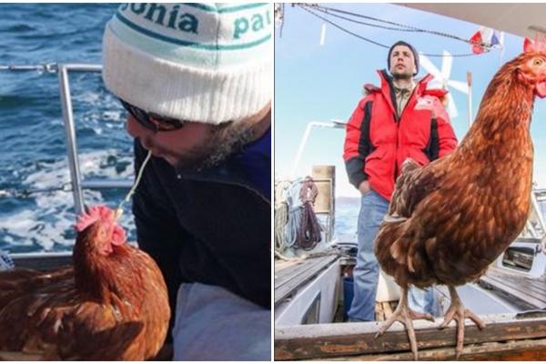 Ovo je kokoška koja živi bolje od većine nas, putuje po svetu i uživa! (FOTO) (VIDEO)