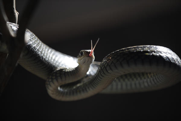 Zorana S. (61) iz Žitorađe ujela ZMIJA usred KUĆE!