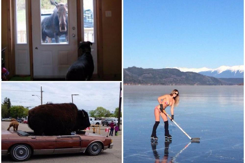 Ludi su, a nisu Rusi: 12 prizora iz Kanade za potpunu nevericu (FOTO) (GIF)