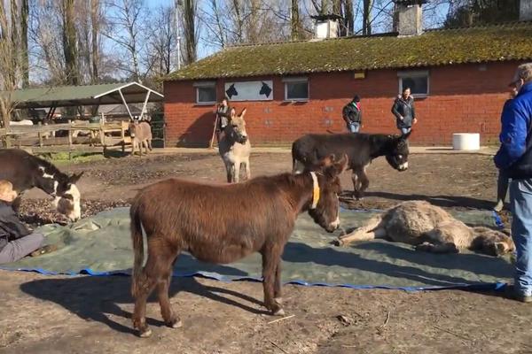 Veliko magareće srce: Okupili se oko drugara na samrti i oplakivali ga! (VIDEO)