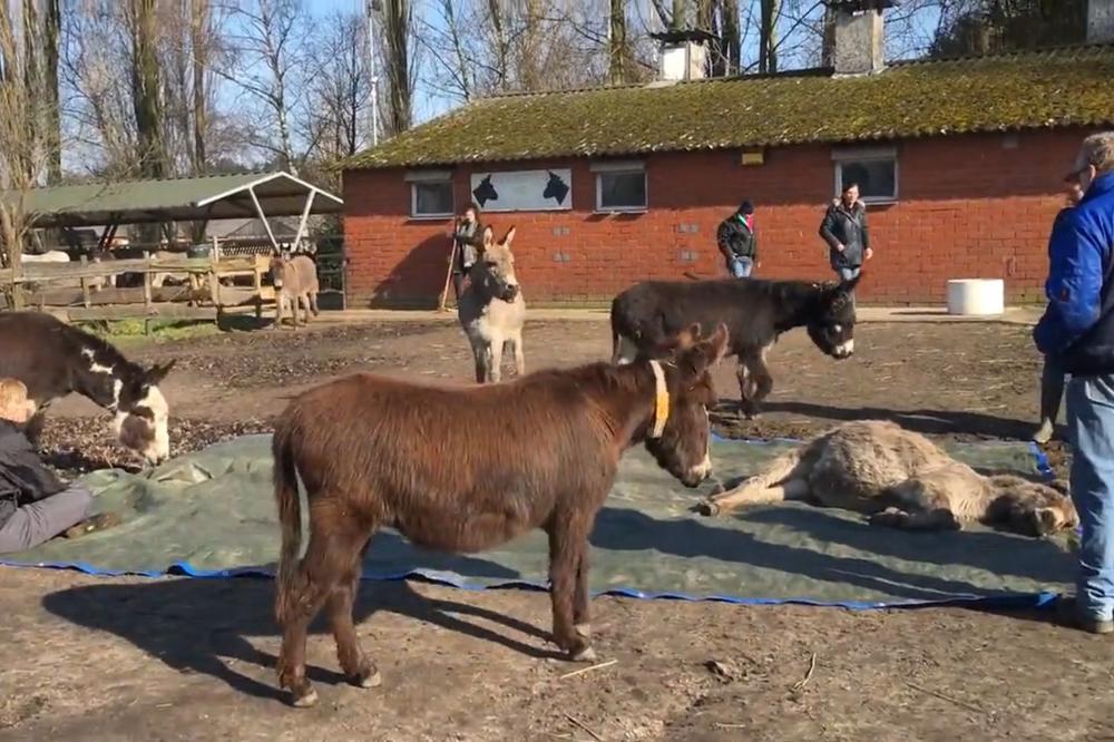 Veliko magareće srce: Okupili se oko drugara na samrti i oplakivali ga! (VIDEO)