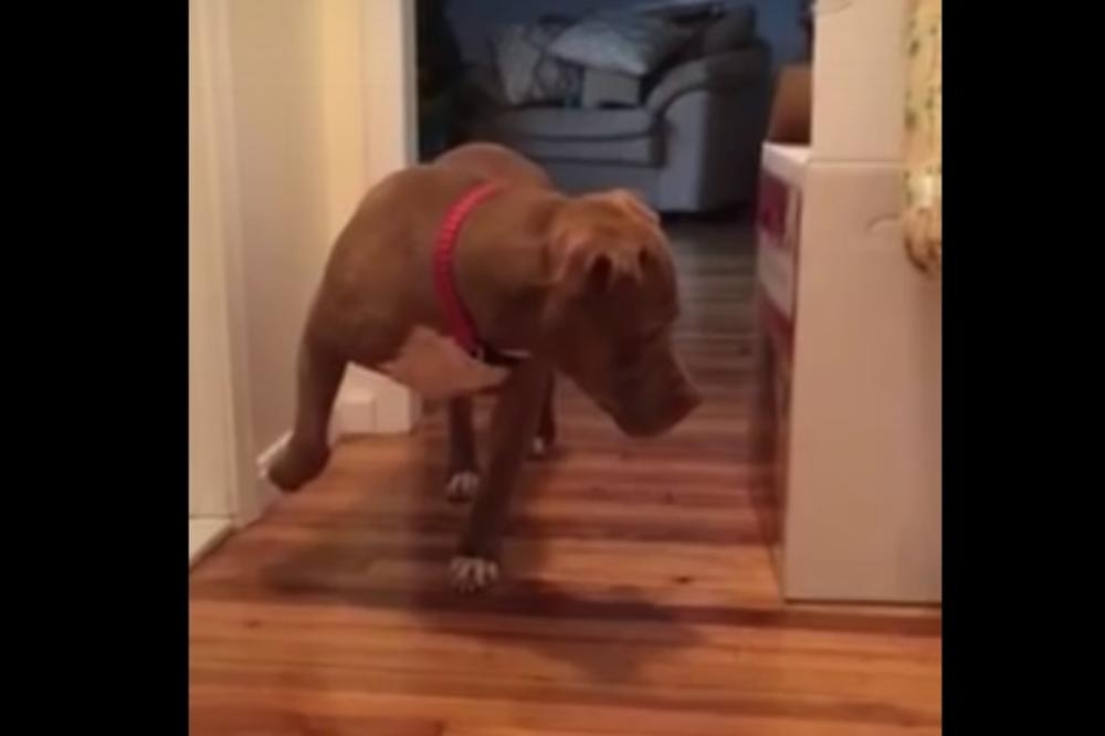 Snimak pitbula koji ide na prstima obilazi svet: Kad čujete razlog, plakaćete od smeha (VIDEO)