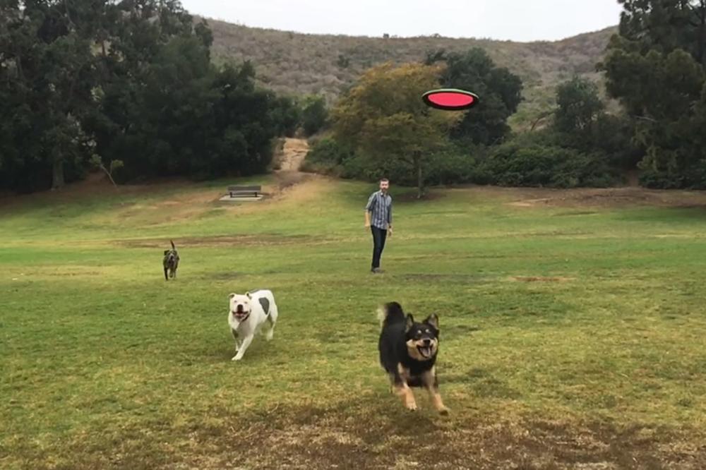 Jedan pas, jedan frizbi, jedna devojčica - i nastao je vrhunski snimak! (FOTO) (VIDEO)