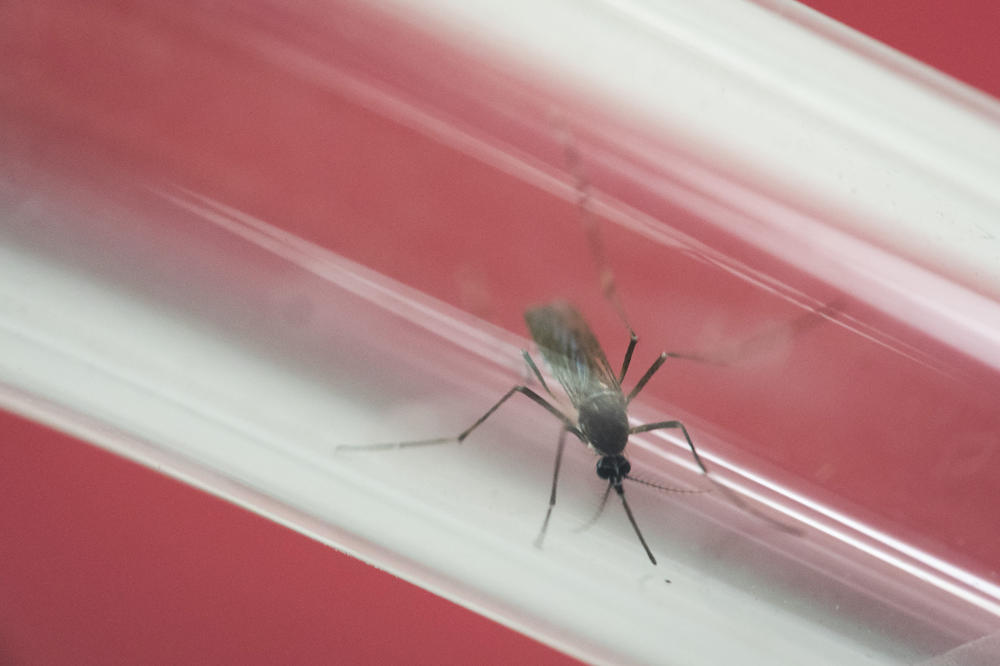Nema mesta panici: Virus Zapadnog Nila detektovan u Beogradu, suzbijeni komarci na obe lokacije!