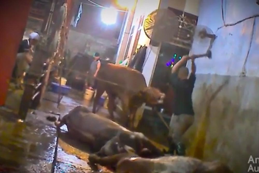 Kakvi smo mi to ljudi?! Juniće ubijaju čekićem po glavi! (UZNEMIRIJUĆI VIDEO)