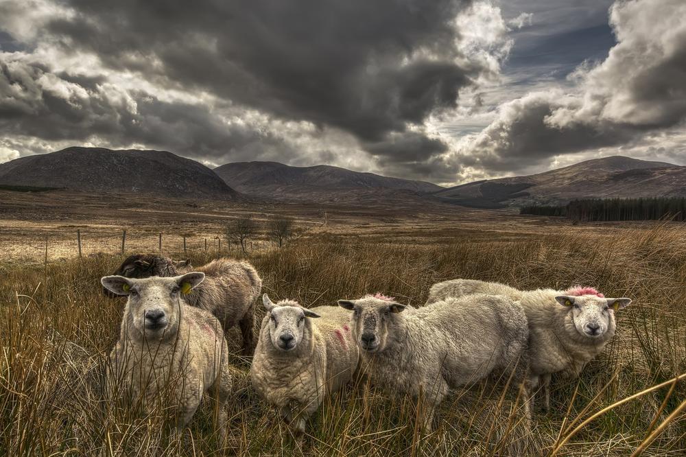 Grom ubio stado ovaca u Bosni, od udara stradali i svi aparati!