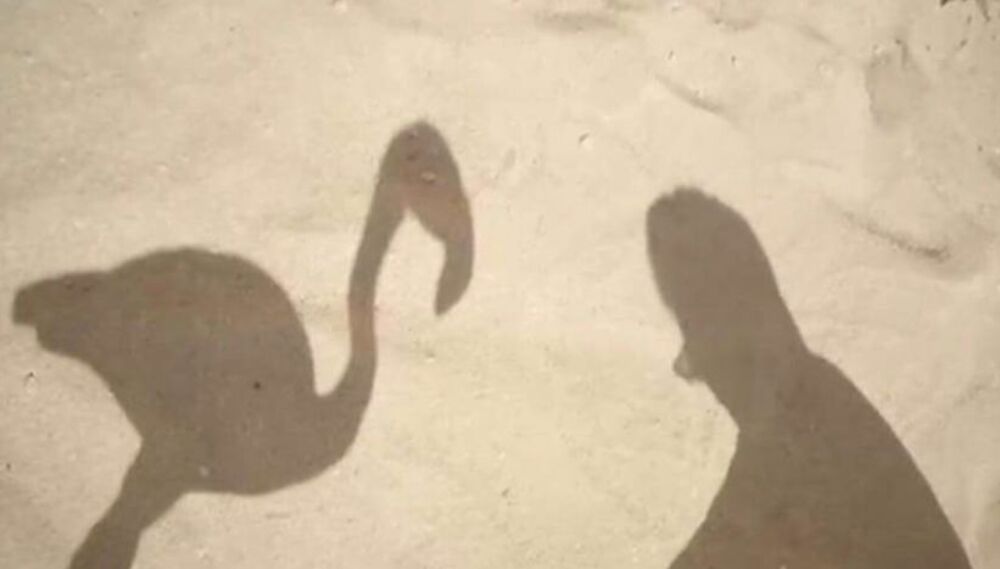 Ognjen Amidžić, Flamingosi