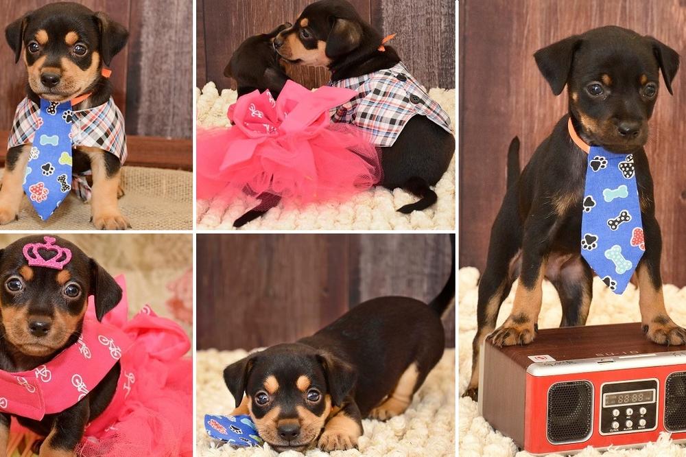 Čik probaj da ne zaviriš! 22 fotke preslatkih kuca koje će vam sigurno ulepšati dan (FOTO)