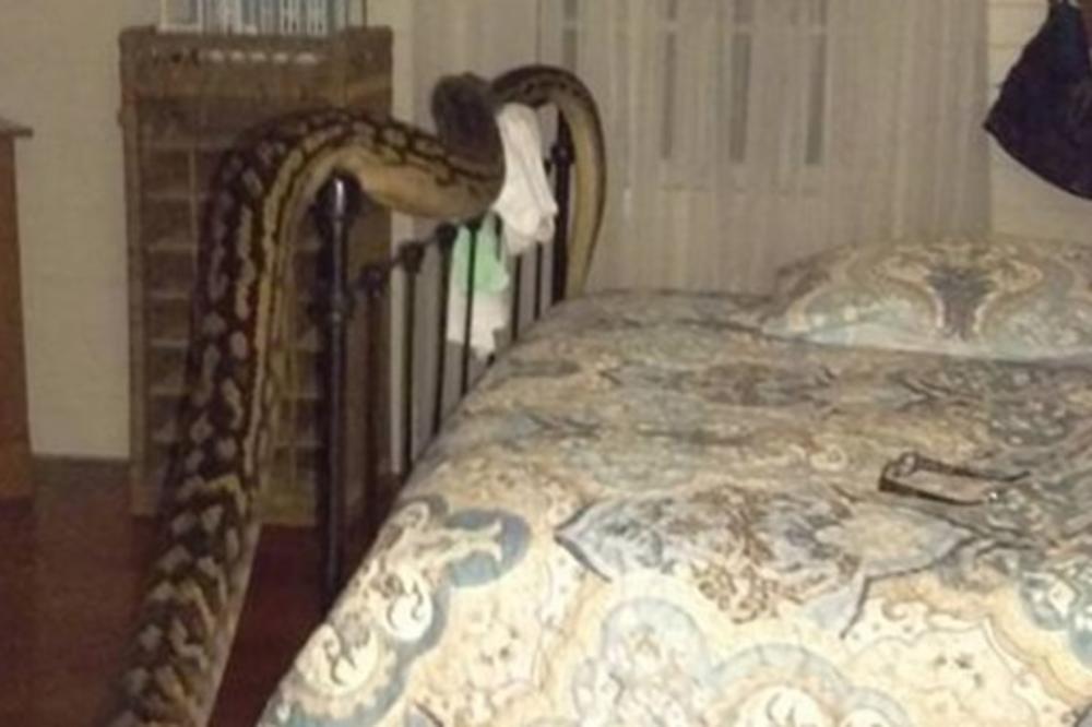 Ono kad ti na gajbu upadne nenajavljeni gost, koji je dugačak 5 metara i može da te proguta! (FOTO) (VIDEO)