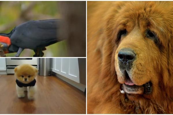 Ove životinjice su plaćali milionima: Najskuplji ljubimci na svetu (FOTO) (VIDEO)