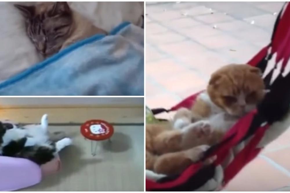 Ove mace su pravi mačkoljudi, ponašaju se poput svojih vlasnika (VIDEO)