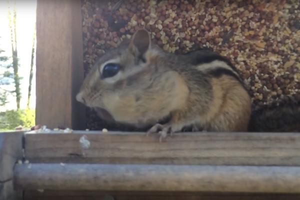 Može li zaražena veverica kod Devnera učiniti da 2020. bude još gora?