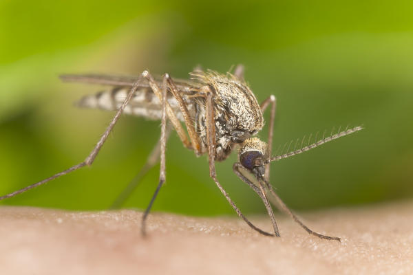 DECA SU NAM PUNA ČVORUGA: Komarci napadaju kao BESNI, lekarima PUNE RUKE POSLA