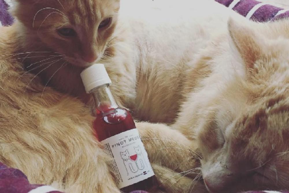 Mace će sada moći da loču zajedno sa vama, jer imaju svoje vino! (FOTO) (VIDEO)