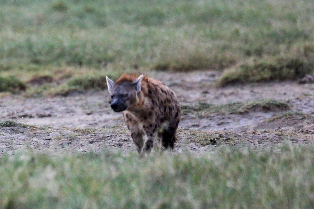 Brutalna zver iskidala dečaka: Hijena upala u kamp i izgrizla mu lice (FOTO)
