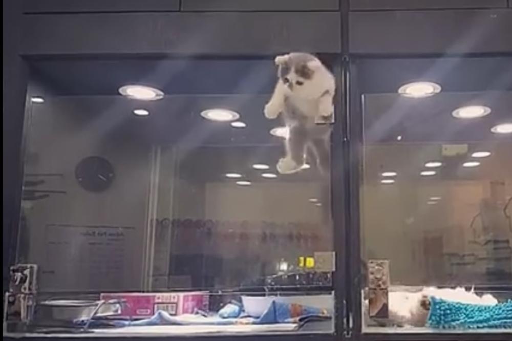 Za ovo mače ne postoje prepreke da stigne do...psa?! (VIDEO)