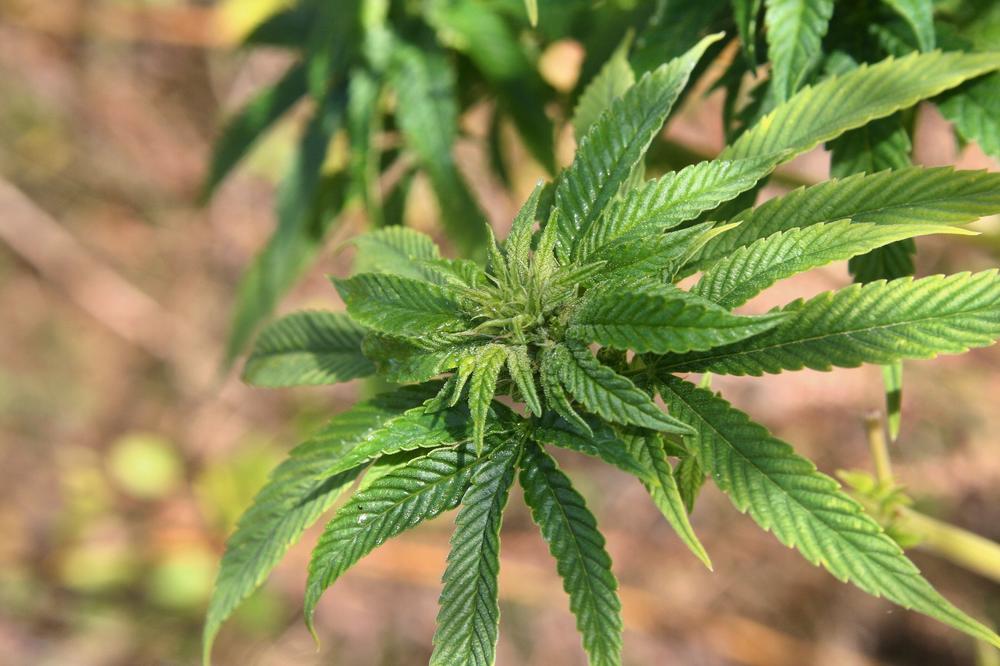 Otkud marihuana na sajmu poljoprivrede? Pa, i ona je biljka!