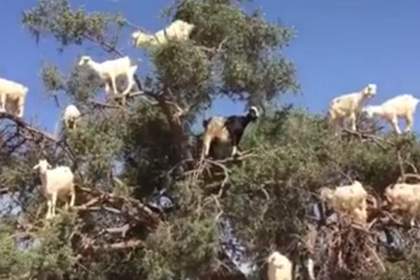 POTPUNA NEVERICA! Klub prodao 18 igrača da bi kupio KOZE!