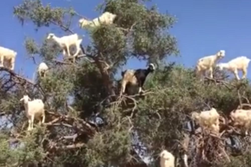 POTPUNA NEVERICA! Klub prodao 18 igrača da bi kupio KOZE!