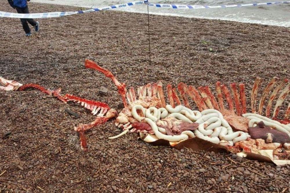 Mitsko čudovište: Ne samo da je postojalo, već je i pronađeno mrtvo! (FOTO)