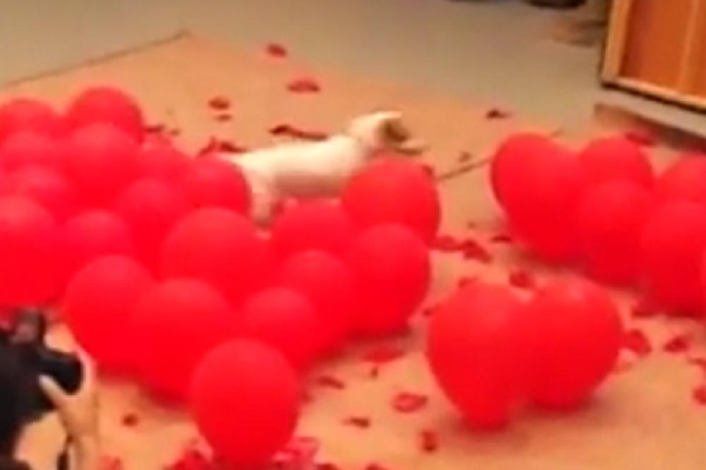Vreme je za malo smeha: Koliko brzo pas može da izbuši 100 balona? (VIDEO)
