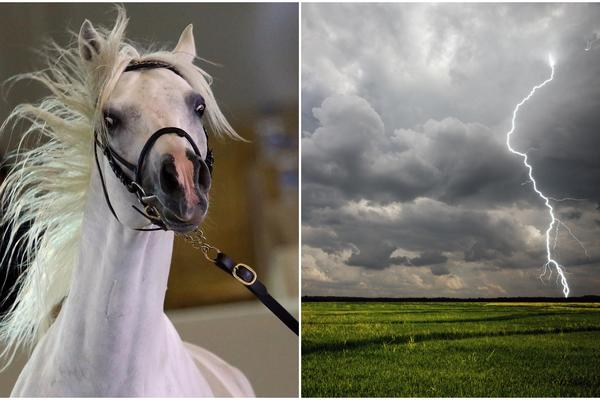 Konji, oluja, merdevine i cveće: Rešite ovaj psihotest i saznajte nešto više o sebi!