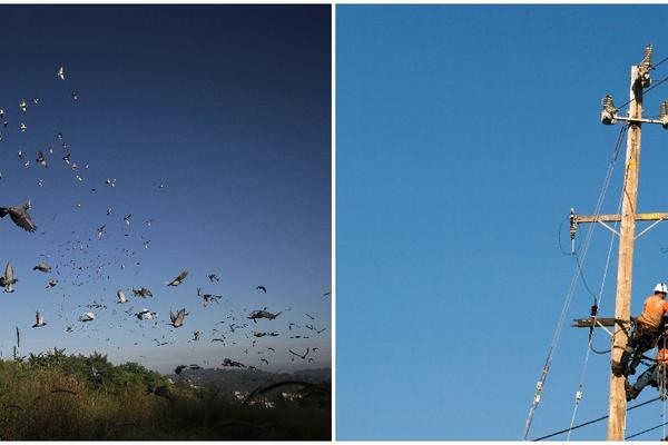 Kad prhnu ptice u Nišu - ugasi se svetlo u Leskovcu! Besmislenije objašnjenje za nestanak struje niste još čuli!