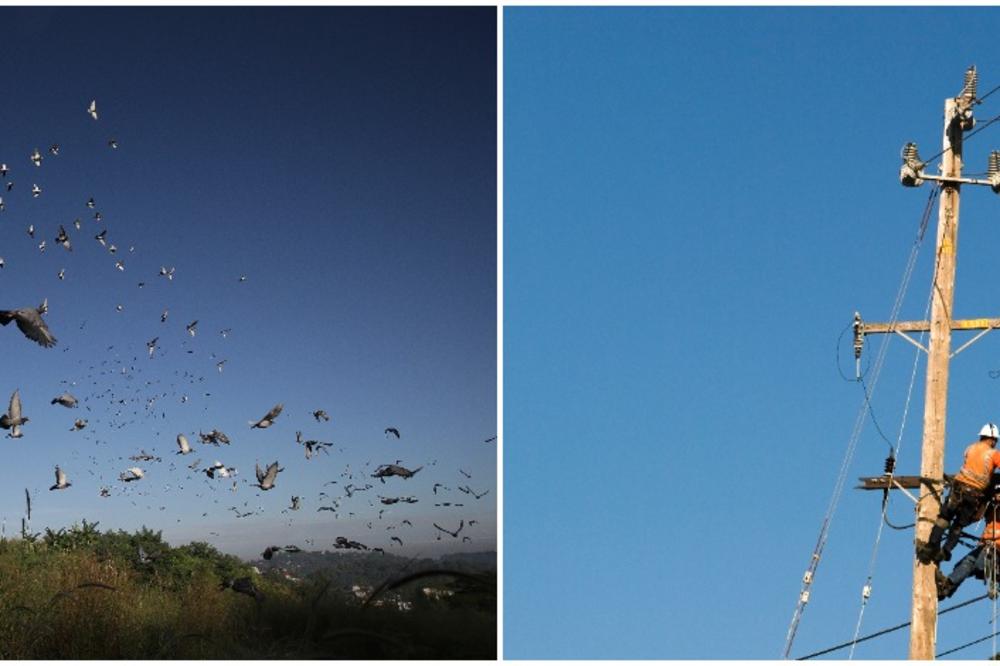 Kad prhnu ptice u Nišu - ugasi se svetlo u Leskovcu! Besmislenije objašnjenje za nestanak struje niste još čuli!