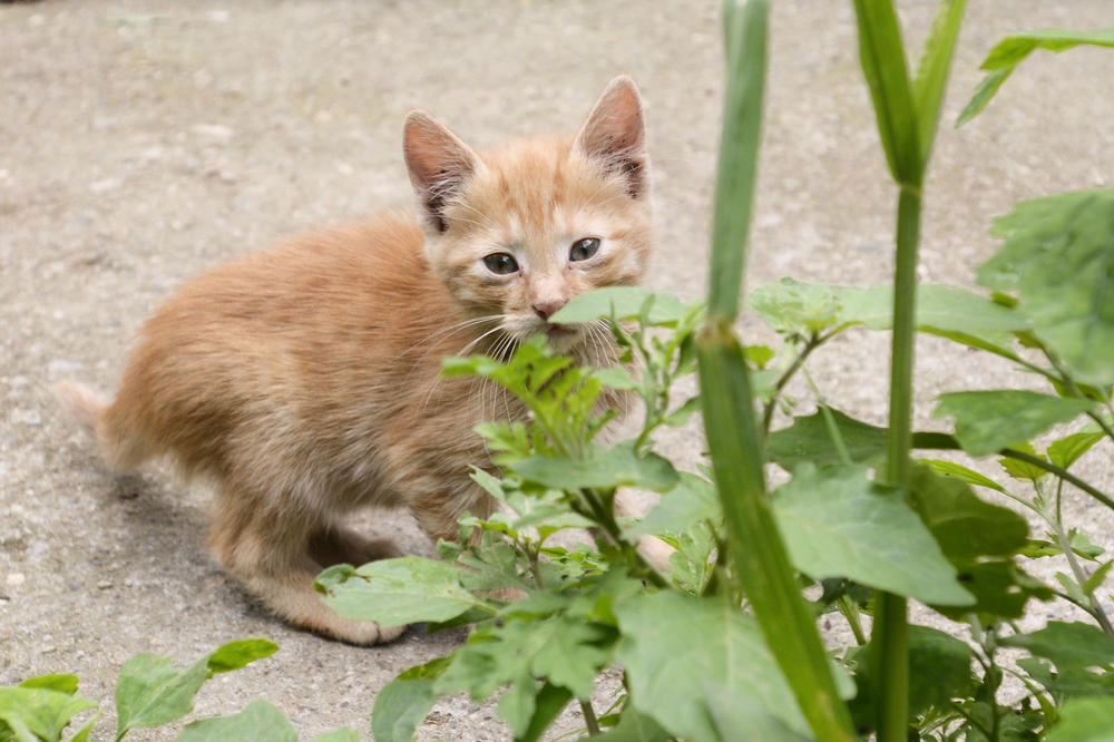 Otišla je u starački dom, a njen mačak kod udomitelja: Posle dve nedelje - šok!