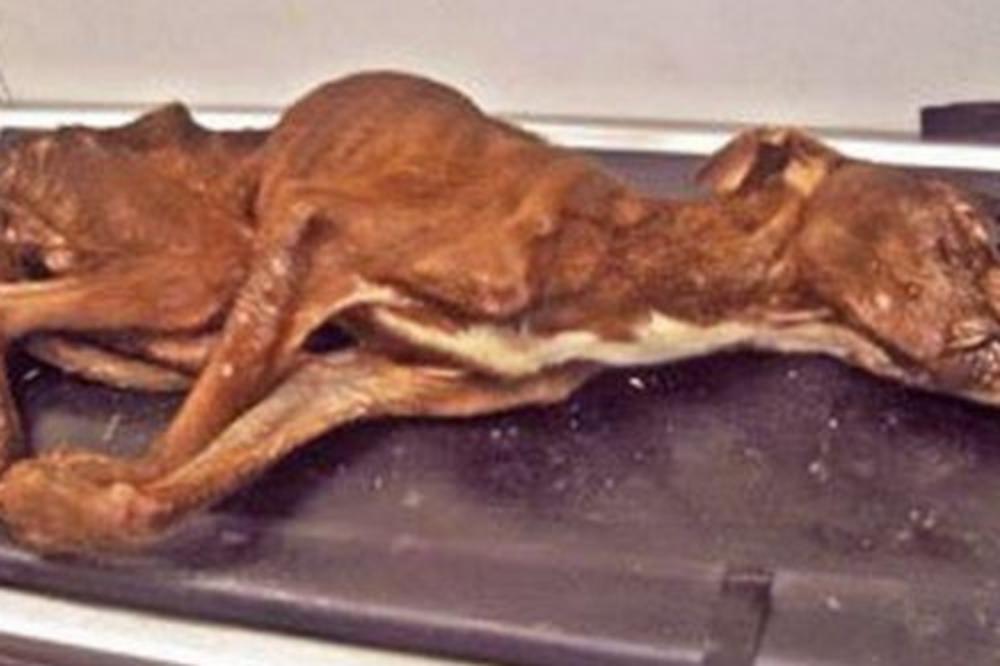 Ljudi iz pakla: Stavili psa u kesu i bacili kao đubre! Onda se desilo nešto neverovatno! (FOTO)