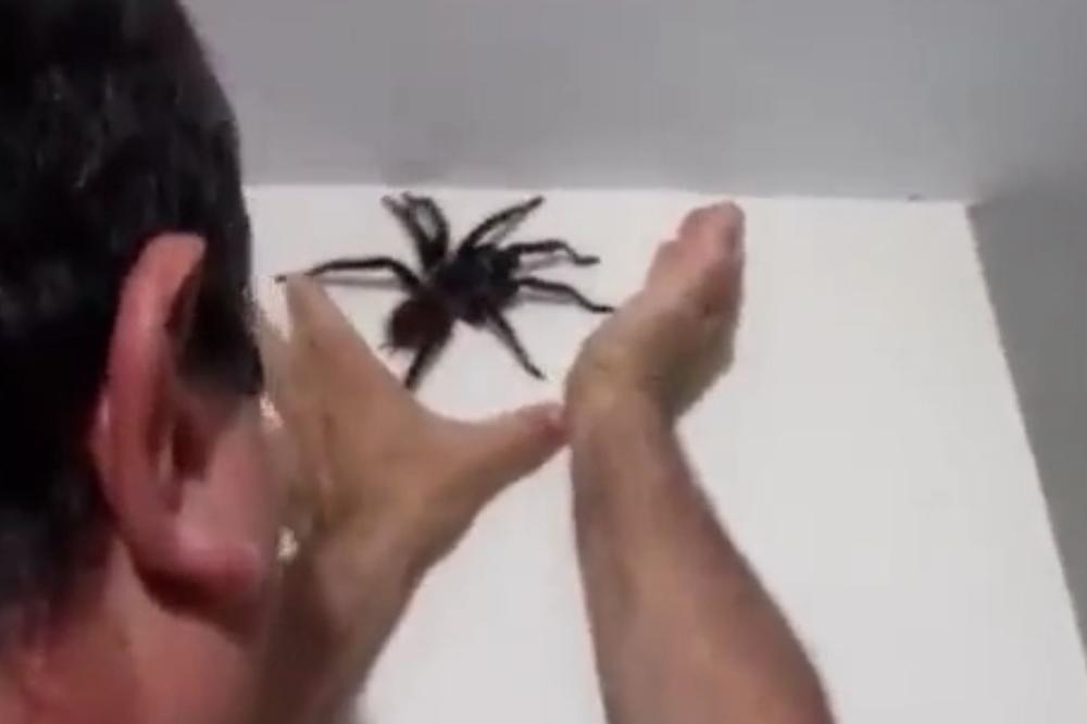 Došla je SEZONA PAUKOVA: Evo kako da ih se rešite, a da ih NE UBIJETE!