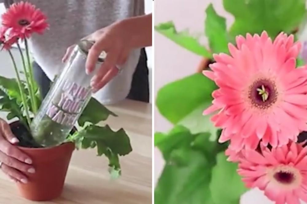 Uradite ovo za svoje cveće dok ste na odmoru i biće vam zahvalno (VIDEO)