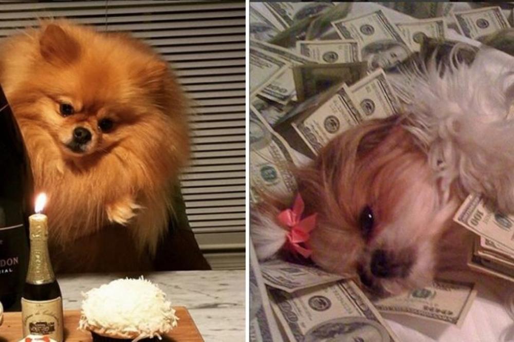 Ove njuške se valjaju u parama! Za života nećete moći da živite kao oni! (FOTO)