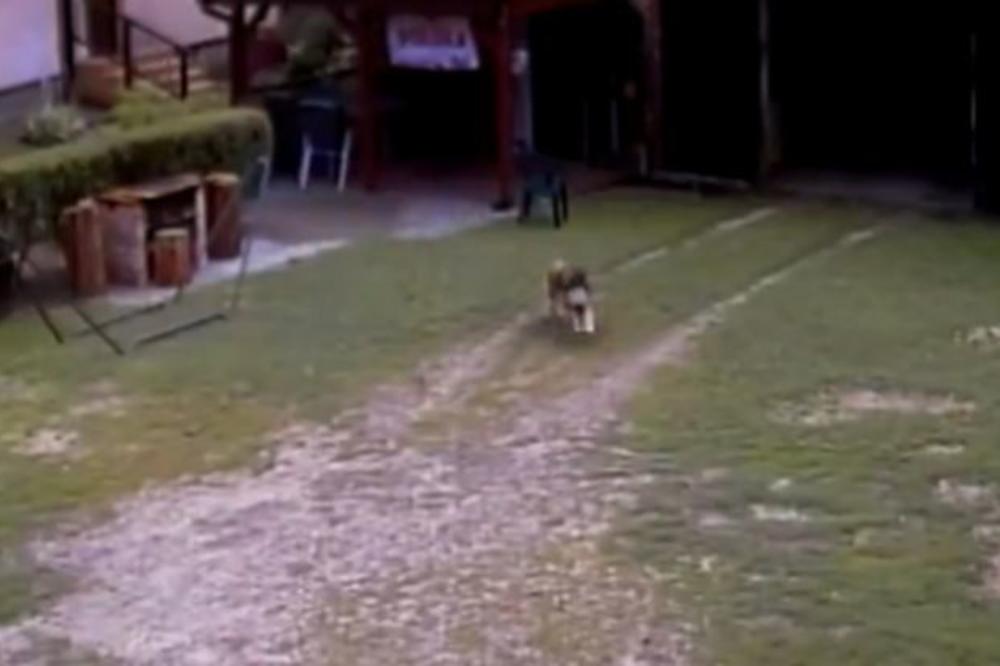 Lisac došao po koke, ali je naišao na pravog alfa mužjaka! (VIDEO)