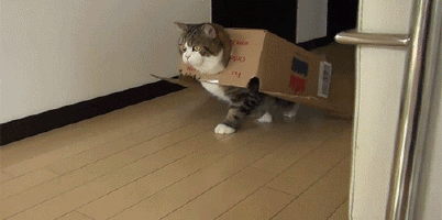 Zašto se mačke plaše krastavaca i zašto tako silno vole kutije? (FOTO) (GIF) (VIDEO)