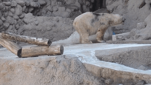 Srce će vam pući: Najtužniji polarni meda nije izdržao! (FOTO) (VIDEO) (GIF)