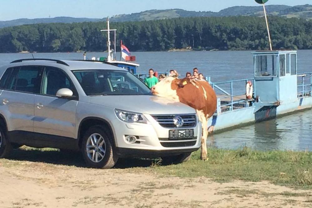 Krava sponzoruša, koja neće da se odvoji od automobila nasmejala Novosađane! (FOTO)