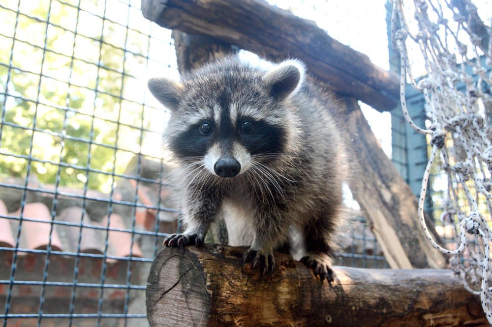 LOČU KAO SMUKOVI, PROVALJUJU U KUĆE I UBIJAJU: Slatke životinje postale prava POŠAST, prave HAOS gde god da se NAĐU