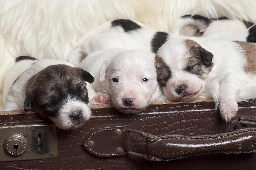 10 preslatkih njuški zbog kojih ćete poželeti da imate svoj zoo vrt! (VIDEO)