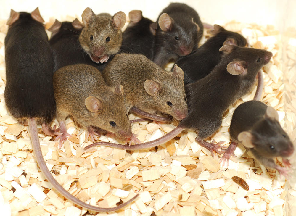 Dobili su zdrave miševe od dve majke 