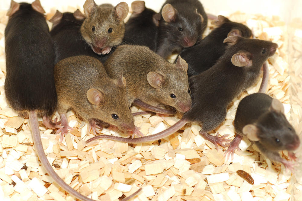 NAUČNICI NAPRAVILI MIŠEVE MLADUNCE DVA MUŽJAKA: Onda im se desio UŽAS!