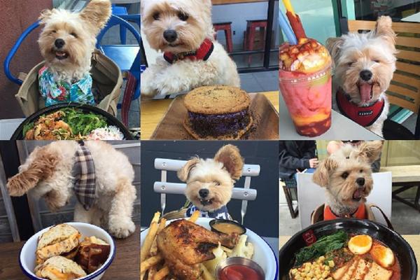 Bio je samo mali štrokavko, a danas je najslađi pas na Instagramu (FOTO)