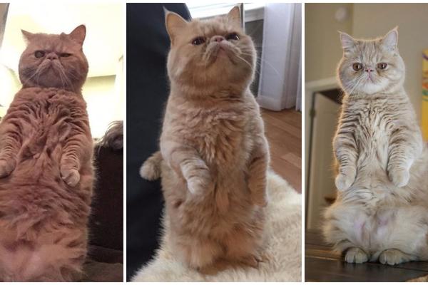 Samo vas gledam: Kad vidite šta ovaj mačor radi, skapiraćete zašto ga se boje! (FOTO) (VIDEO)