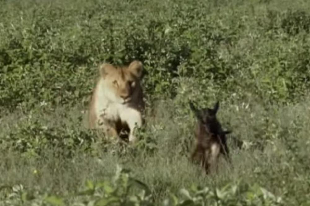 To je jače od zakona prirode: Lavica uhvatila plen, a ono što je uradila nam je nateralo suze na oči! (VIDEO)