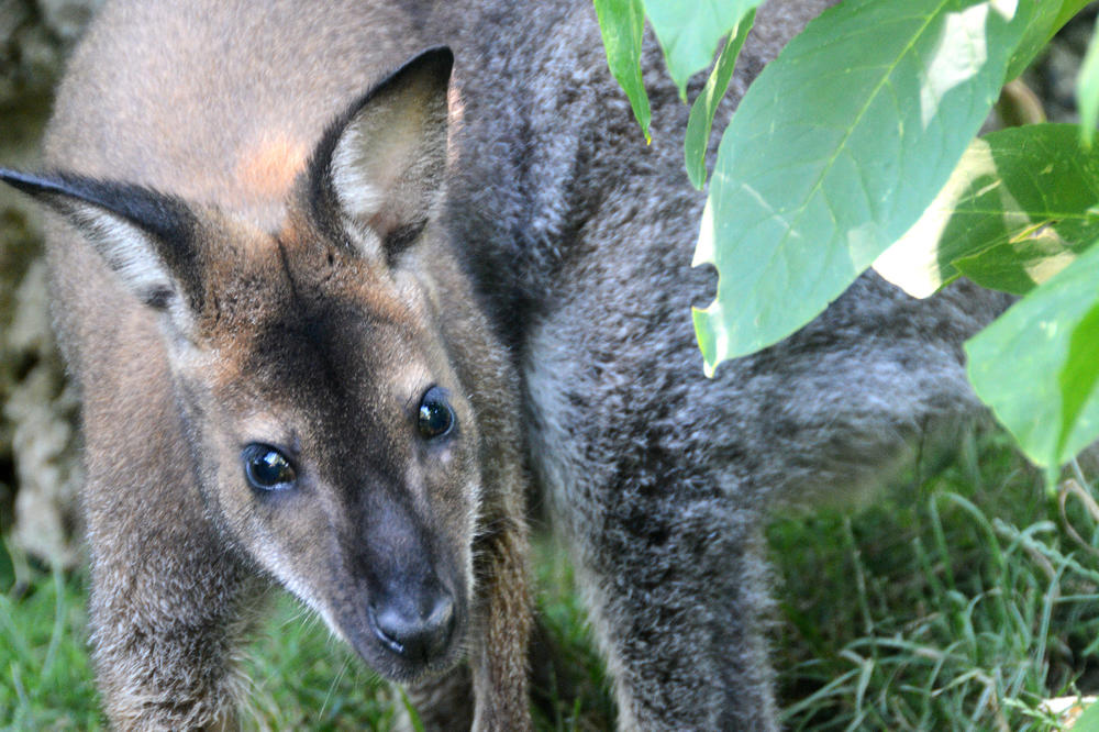 Dramska scena u beogradskom zoo vrtu: Kengur razbio staklo i pokušao da pobegne, a onda...