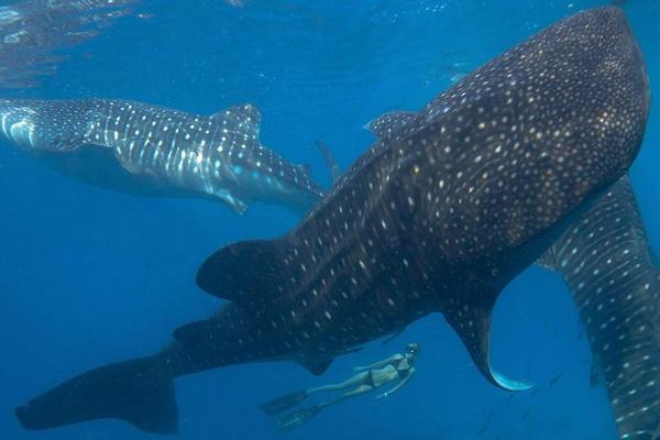 Zaronila je i spustila se među velike ajkule! Ono što se tamo desilo ostalo je zabeleženo na kameri (FOTO) (VIDEO)