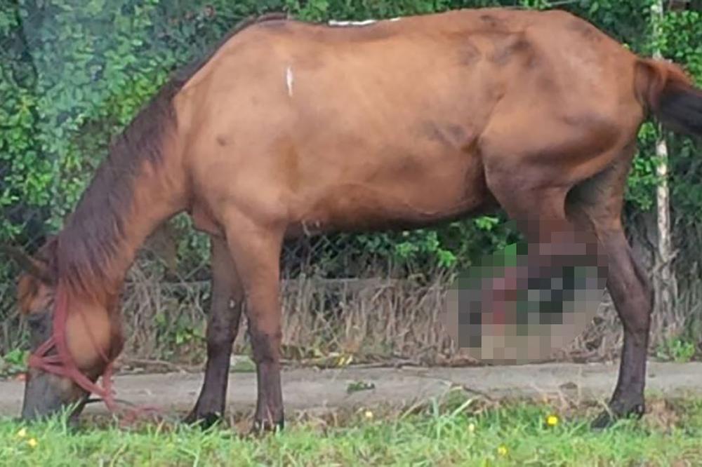 Horor u Surčinu: Konja bez noge vezali za banderu! (FOTO)