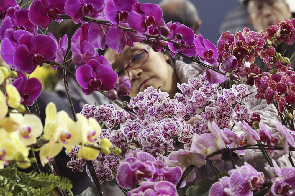 AKO ORHIDEJA NE CVETA, STAVITE 1 NAMIRNICU U KOREN I GLEDAJTE MAGIJU: Bujaće CELE GODINE - jeftina, a efikasna caka